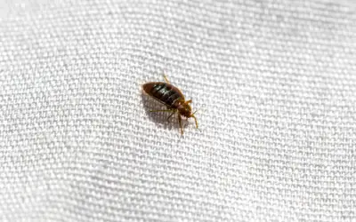 Can Bed Bugs Die in the Dryer?
