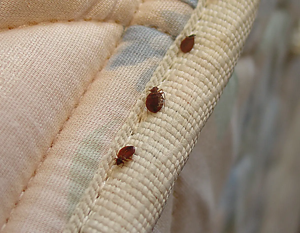 Why Did Bed Bugs Disappear?