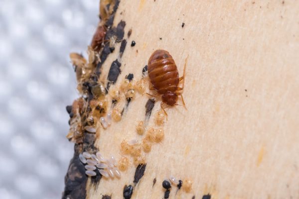 Do Bed Bugs Give You Blisters?