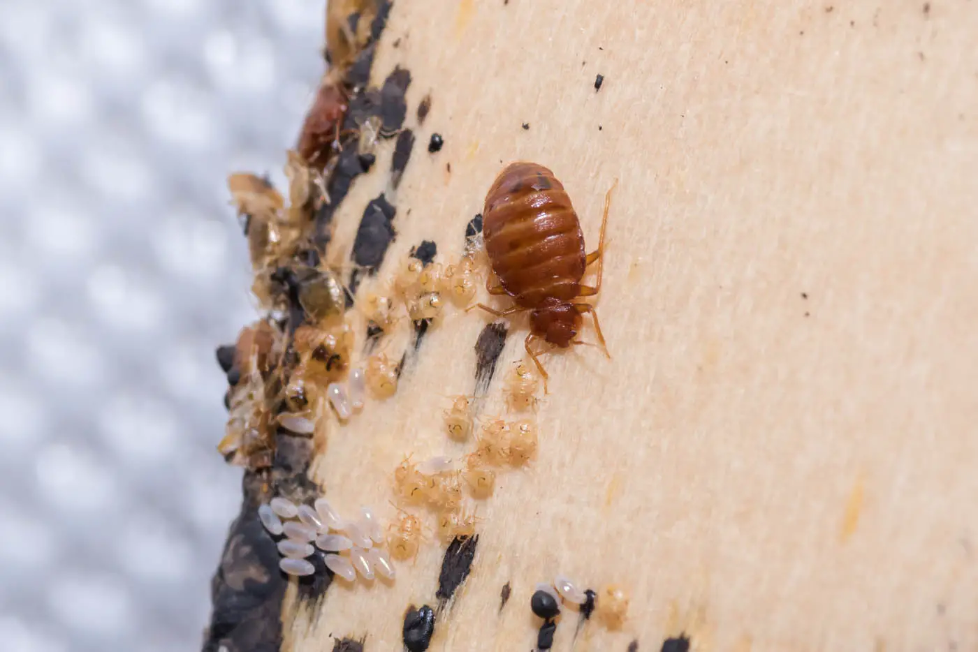 Can Bed Bugs Hide in Clothes?