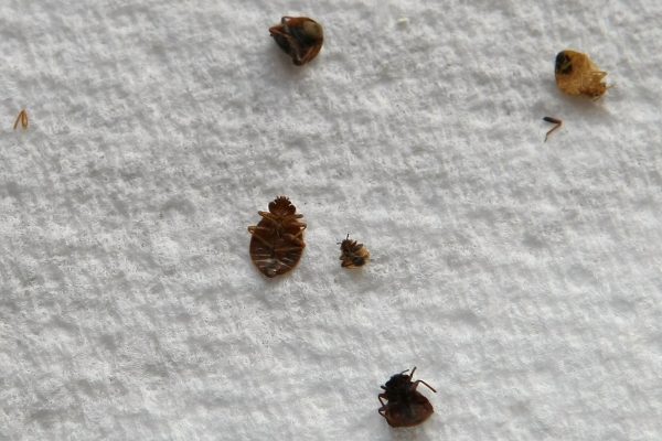 How Likely Are Bed Bugs to Infest Your Home?