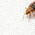 What Pesticides Are Bed Bugs Immune to?