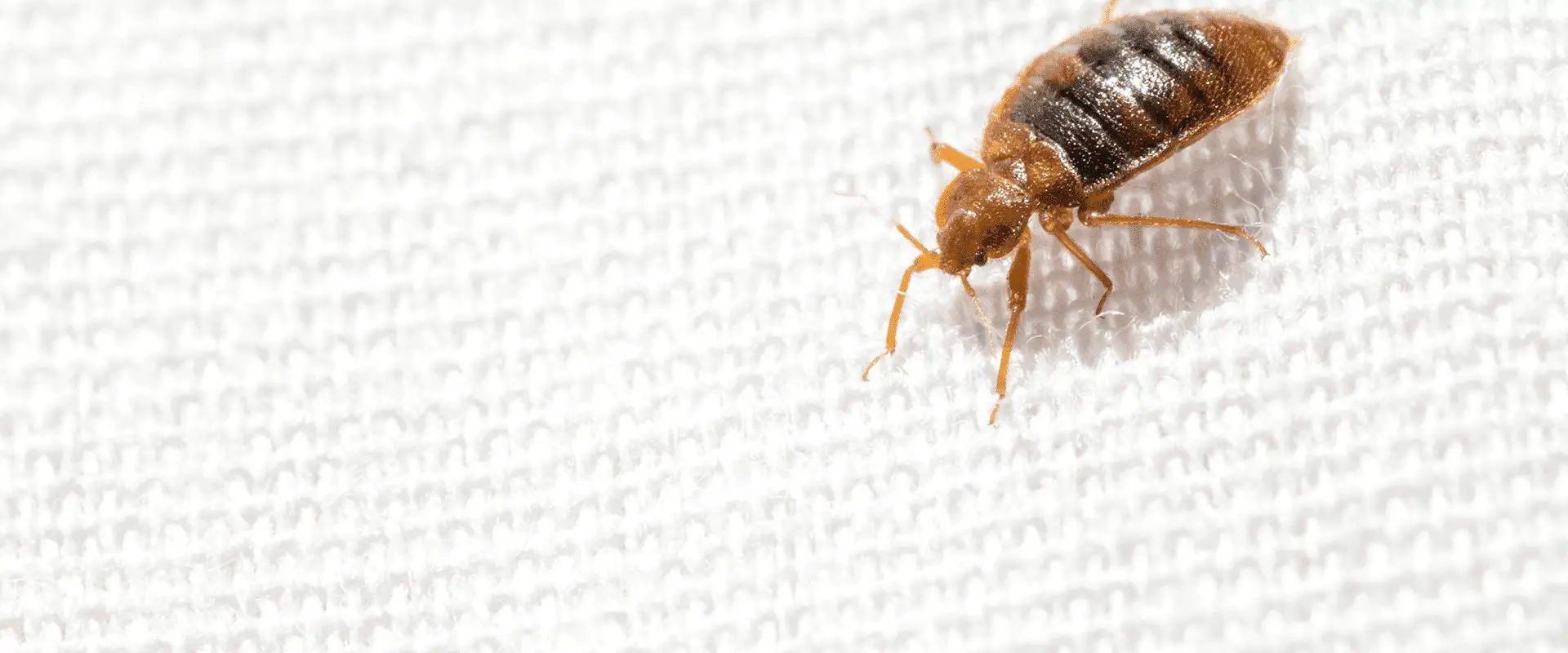 Do Bed Bugs Give Rashes?