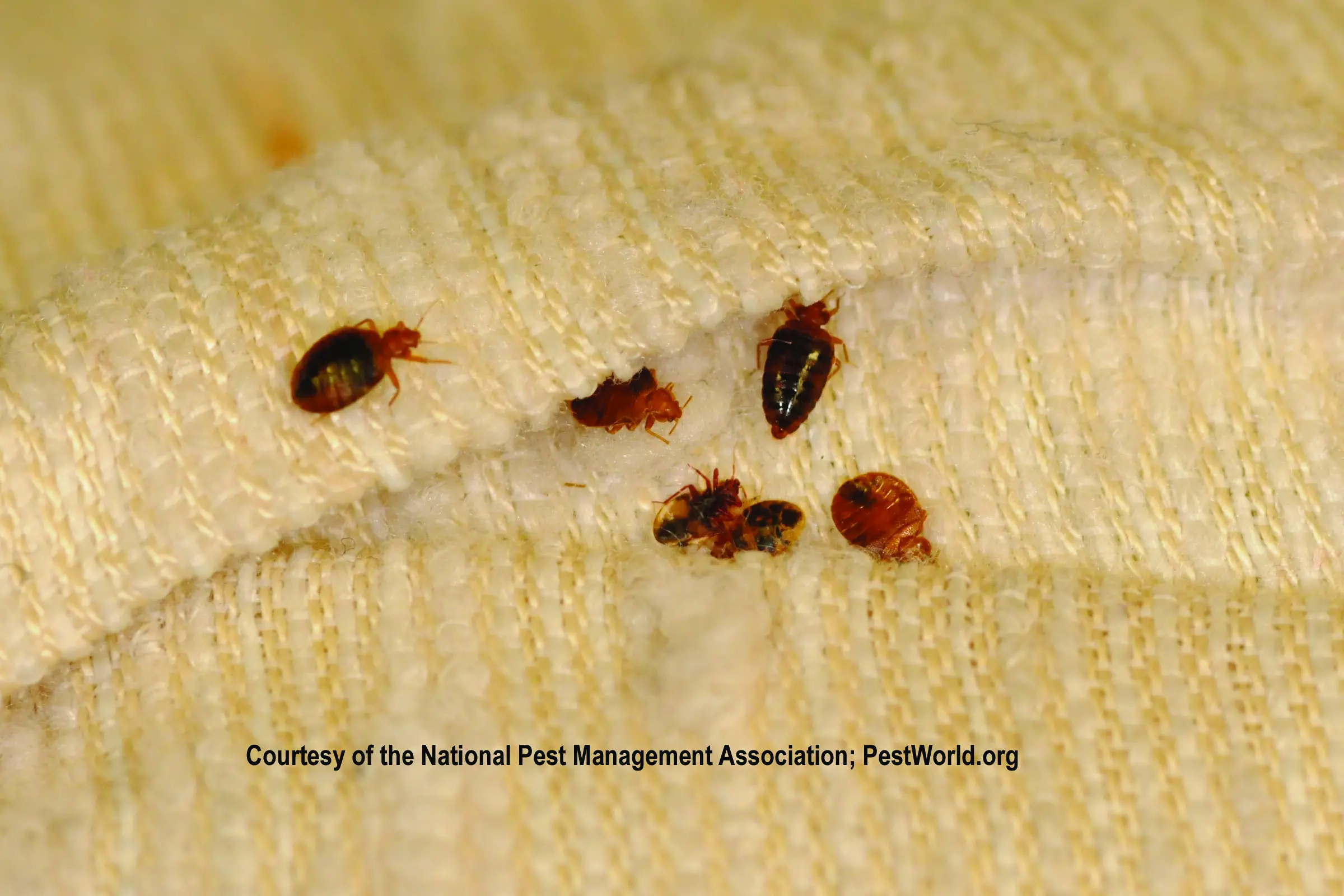 What Bed Bugs Jump?