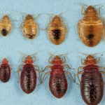 How Do Bed Bugs Just Appear?