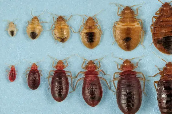 Can You Break Your Lease If Your Landlord Has Bed Bugs?