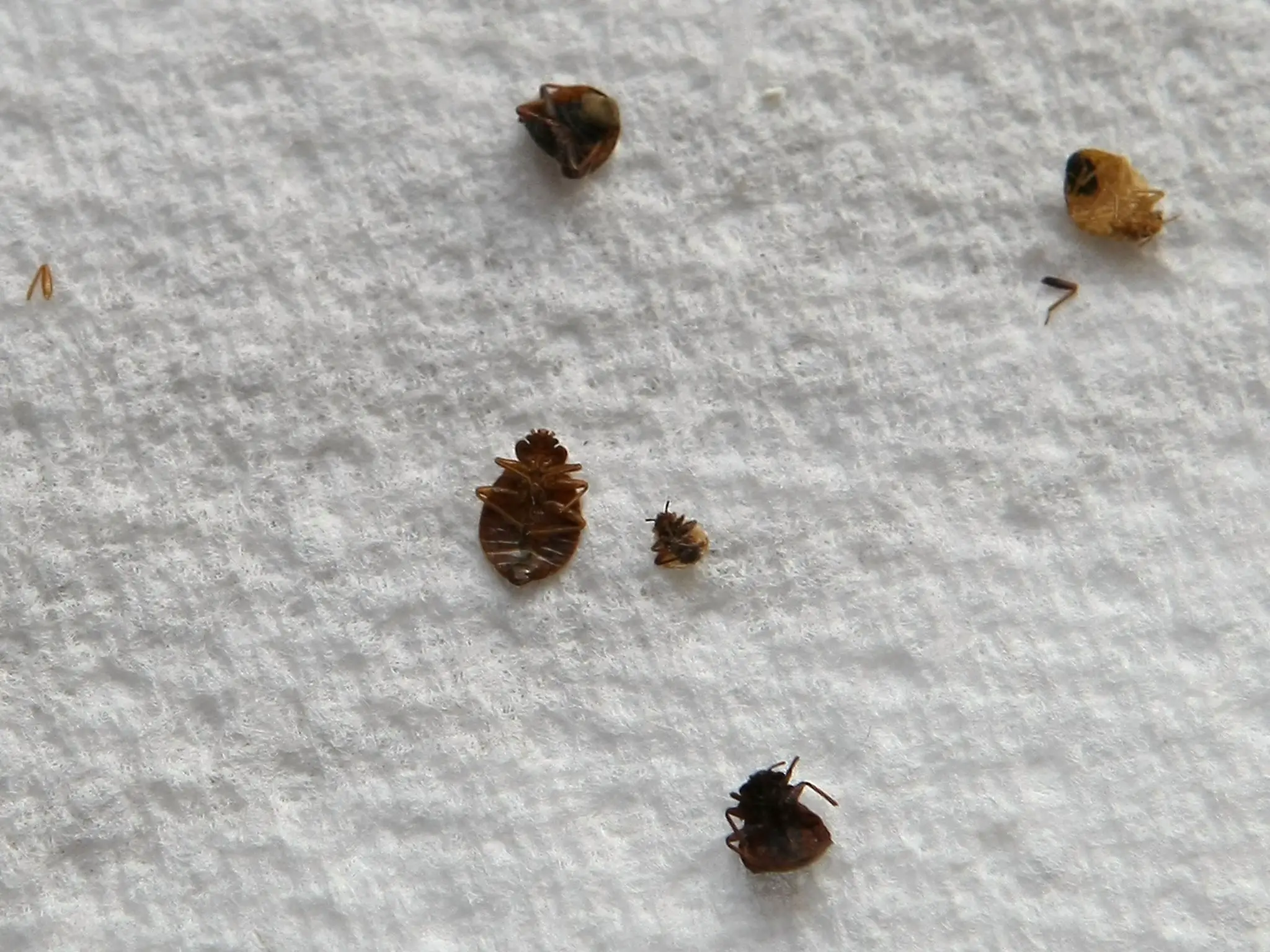 Do Bed Bugs Cause Itching?