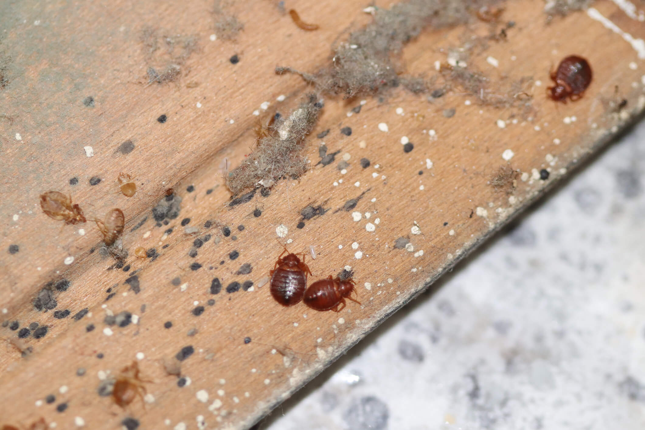 How Are Bed Bugs Formed?