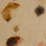 Do Bed Bugs Drink Animal Blood?
