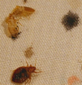 How Do Bed Bugs Make Holes in Clothes?