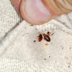 Do Bed Bugs Have Long Legs?