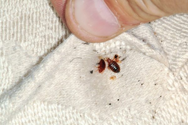 How Can I Get Bed Bugs From Visiting a Friend’s House?