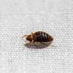 How Come Bed Bugs Only Bite Me?