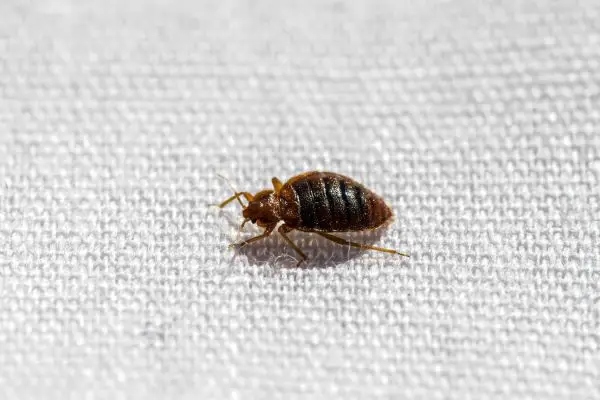 How Do Bed Bugs Turn Into Head Lice?
