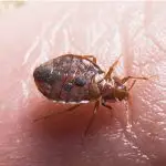 Can You Get Bed Bugs From a Store?