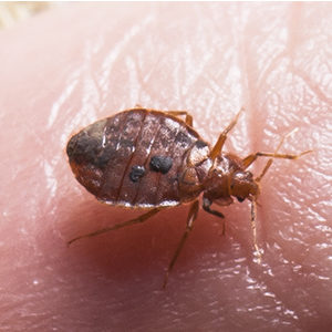 Can Bed Bugs Return After 6 Months?