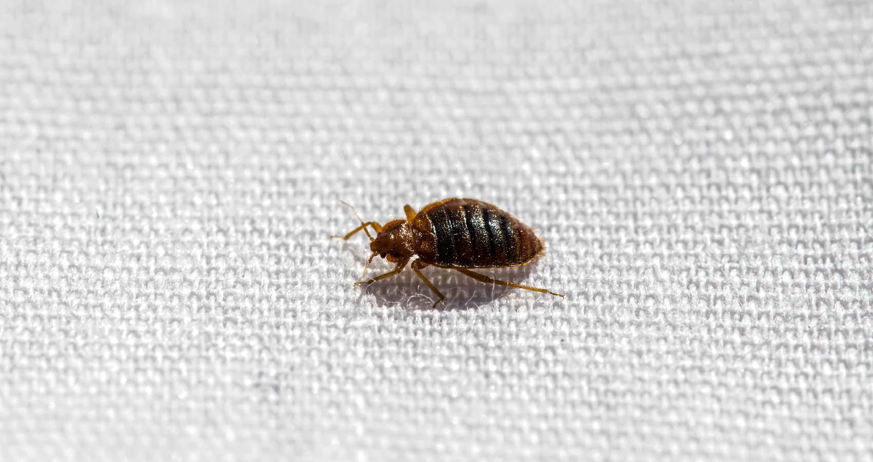 Can Bed Bugs Cause Weight Loss?