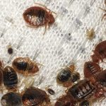 Do Bed Bugs Always Leave Stains on Bedsheets?