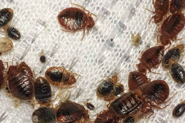 How Do Bed Bugs Go in Wood?
