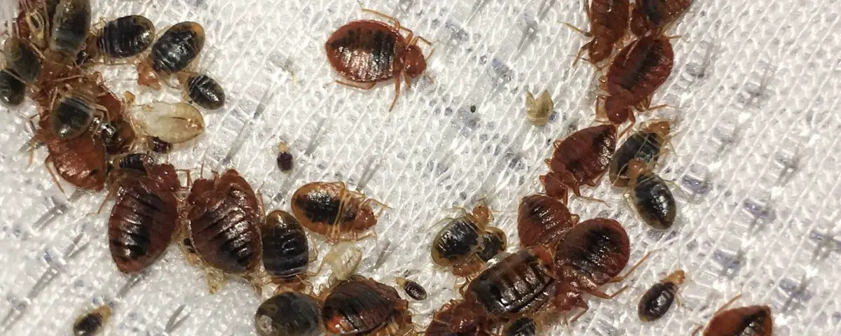 How Bad Are Bed Bugs in Ohio?