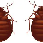 Do Bed Bugs Stick to Your Skin Like Ticks?