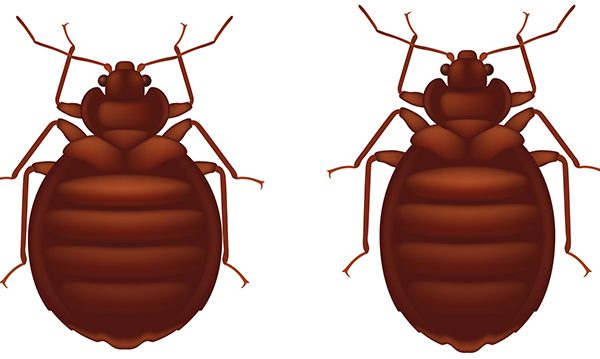 How Easy Are Bed Bugs to See?