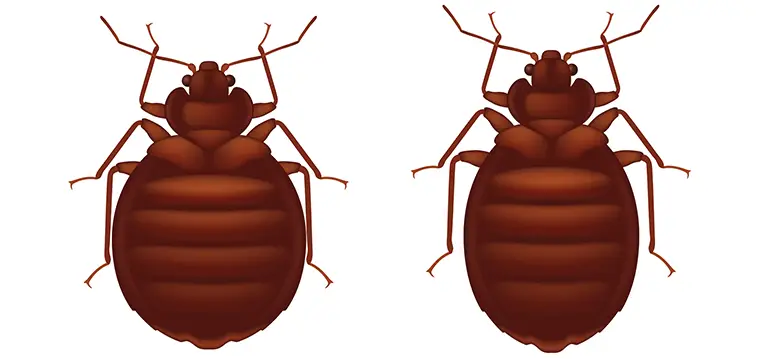 Can Bed Bugs Die in the Washer?