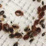 Can Bed Bugs Not Spread Disease?