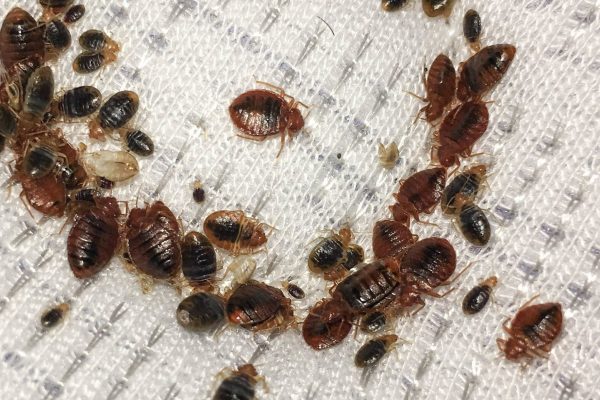 How Do Bed Bugs Digest Blood?