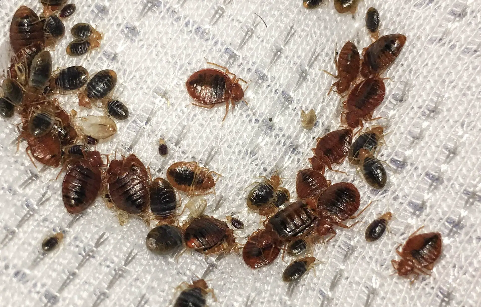Can Bed Bugs Vacuum?