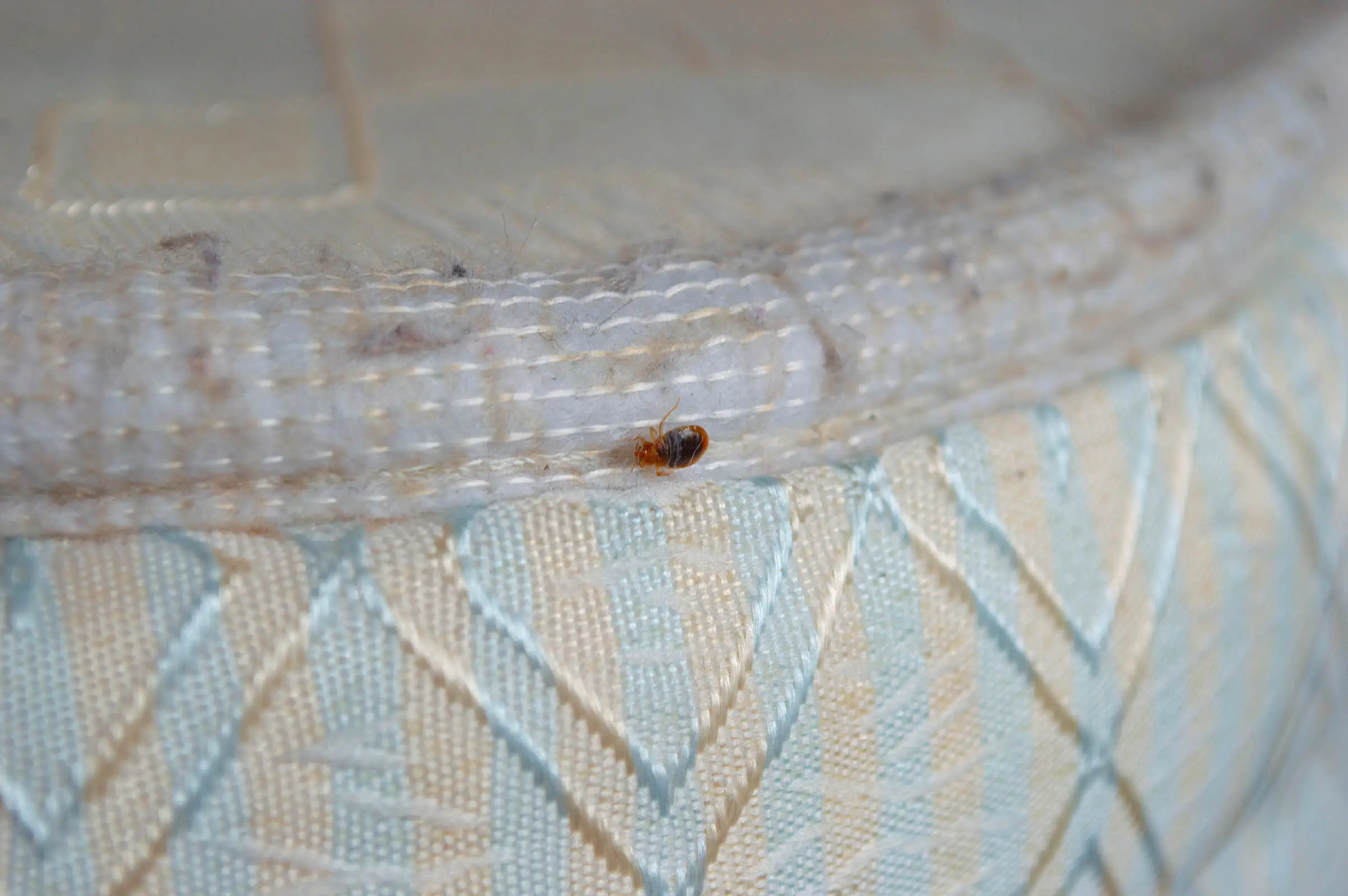 When Does Bed Bugs Lay Eggs?