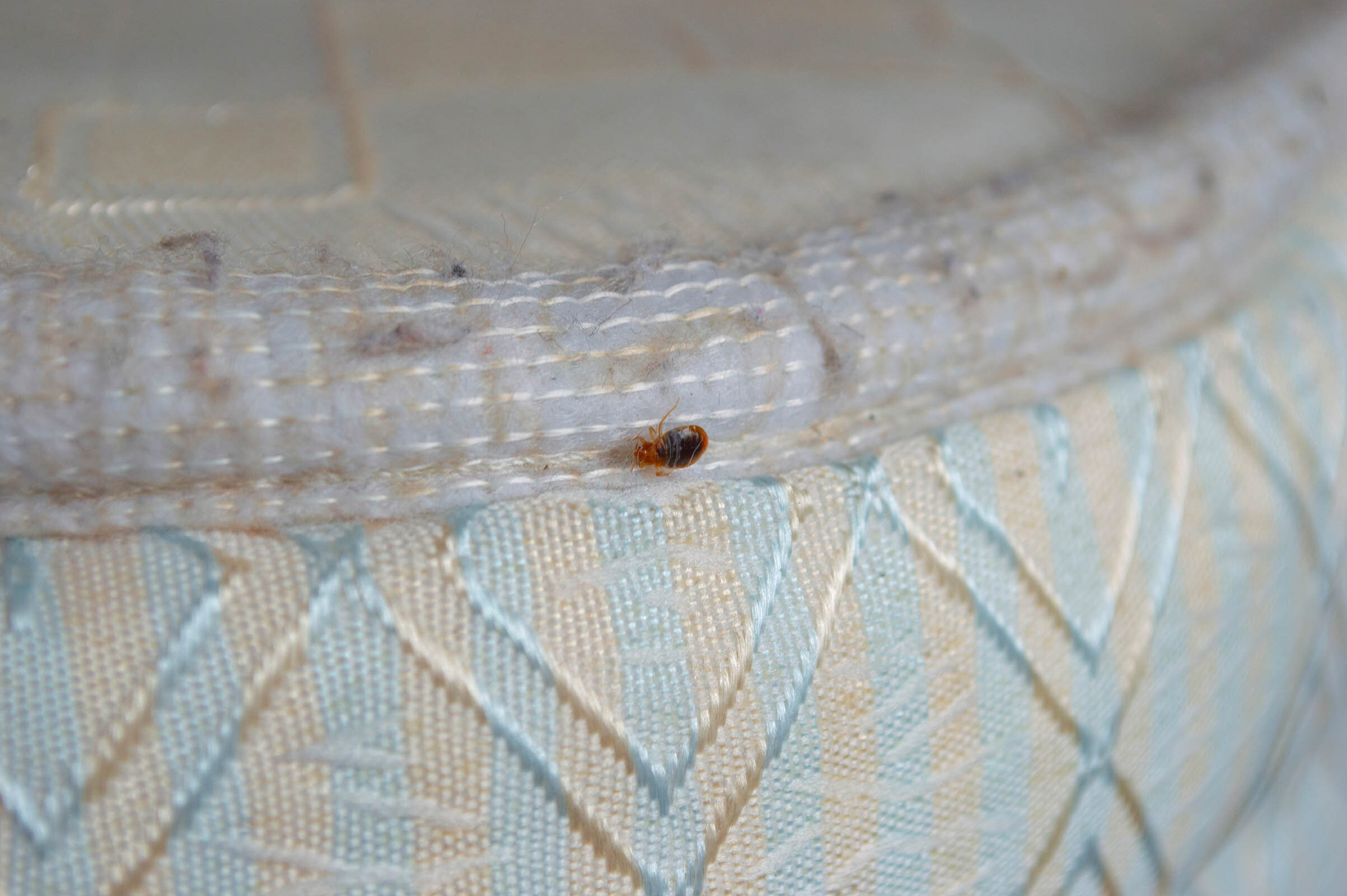 bed-bugs-in-hair-simple-instruction-for-prevention-and-treatment