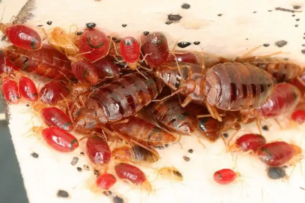 Can Bed Bugs Fly Or Jump?