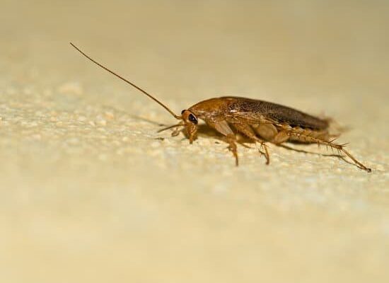 What Genus Do Cockroaches Belong To?