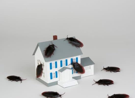 How Do Cockroaches Get in House?