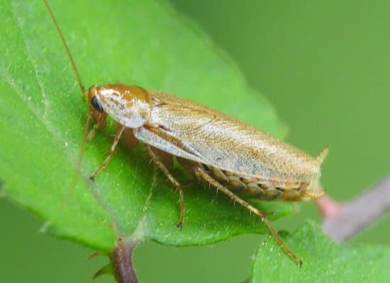 Can a Cockroach Eat Paper?