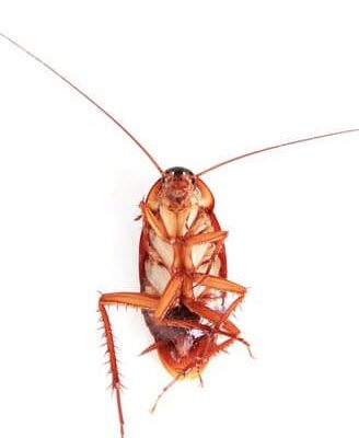 What Can I Use to Get Rid of Cockroaches?