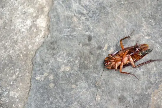 How Long Can a Cockroach Live on Its Back?