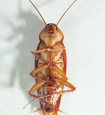 Why Do Cockroaches Fly?