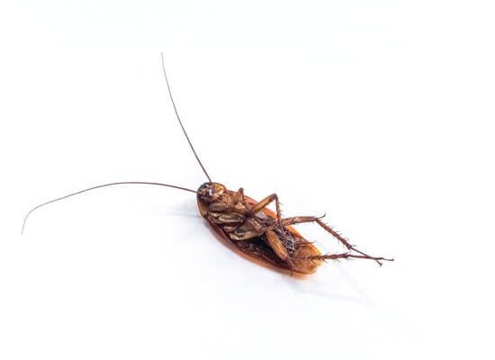 How Long Do Cockroach Eggs Lay Dormant?