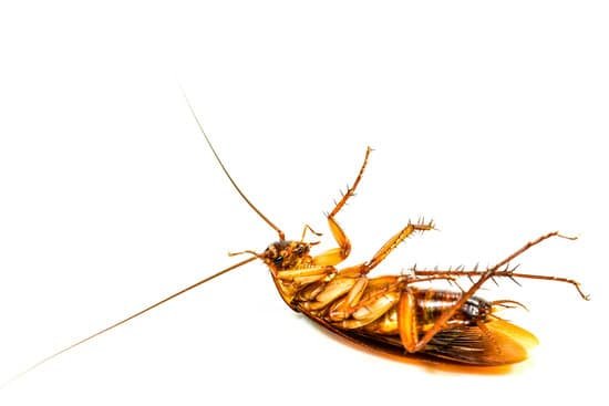 Can Cockroaches Live in Your Peni?