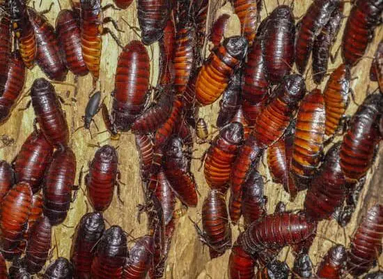 How to Get Rid of a Cockroach Infestation