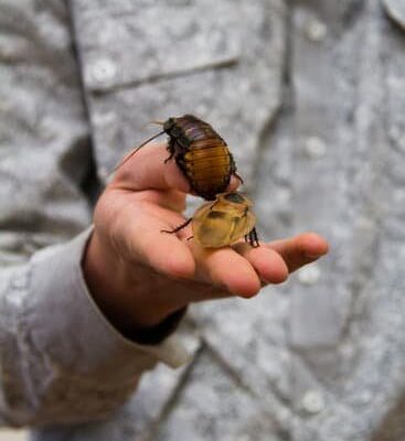 How Bad Are Cockroaches in Florida?