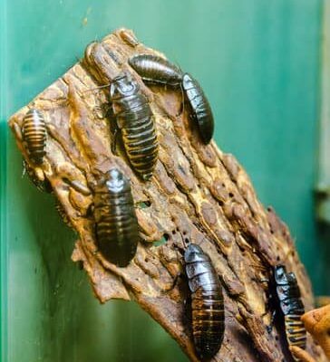 Does Cockroaches Bite Humans?