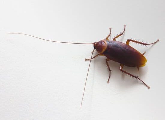 How Many Cockroaches Are in One Egg Case?