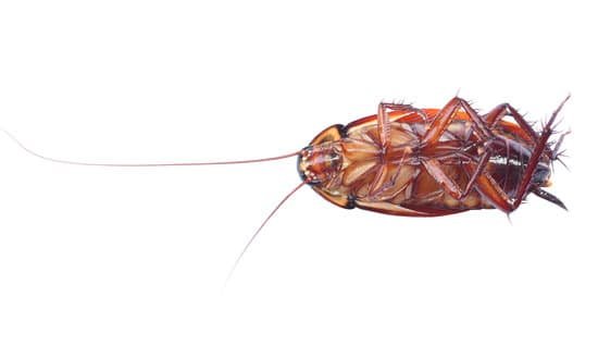 What Do Cockroaches Like the Most?
