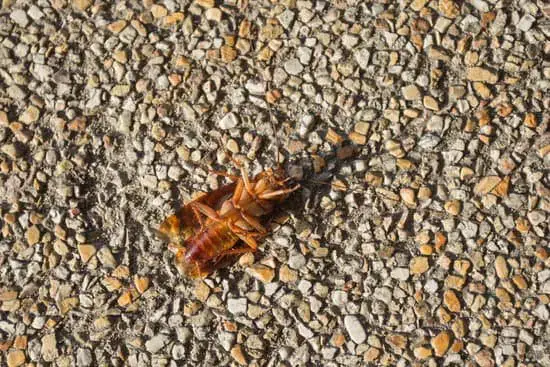 What to Use For Cockroaches