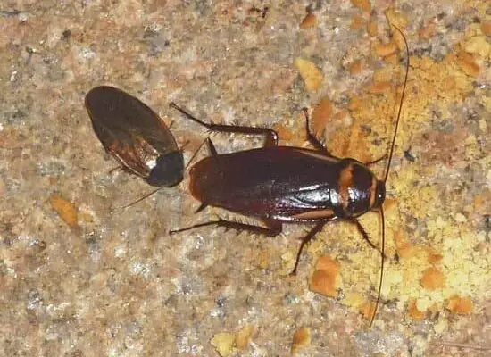 What Are Cockroaches With Wings?
