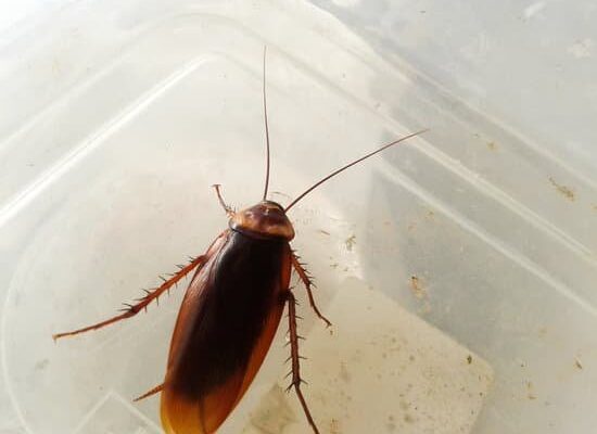 Will a Cockroach Die If You Step on It?