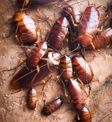 Do Cockroaches Have Brains?